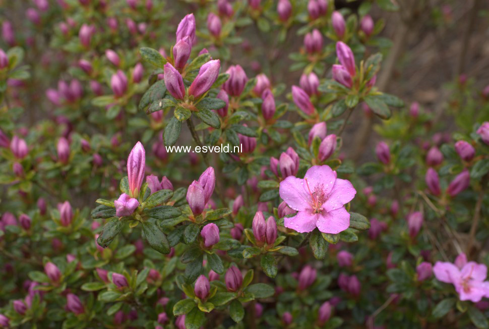 Azalea 'Simplon'