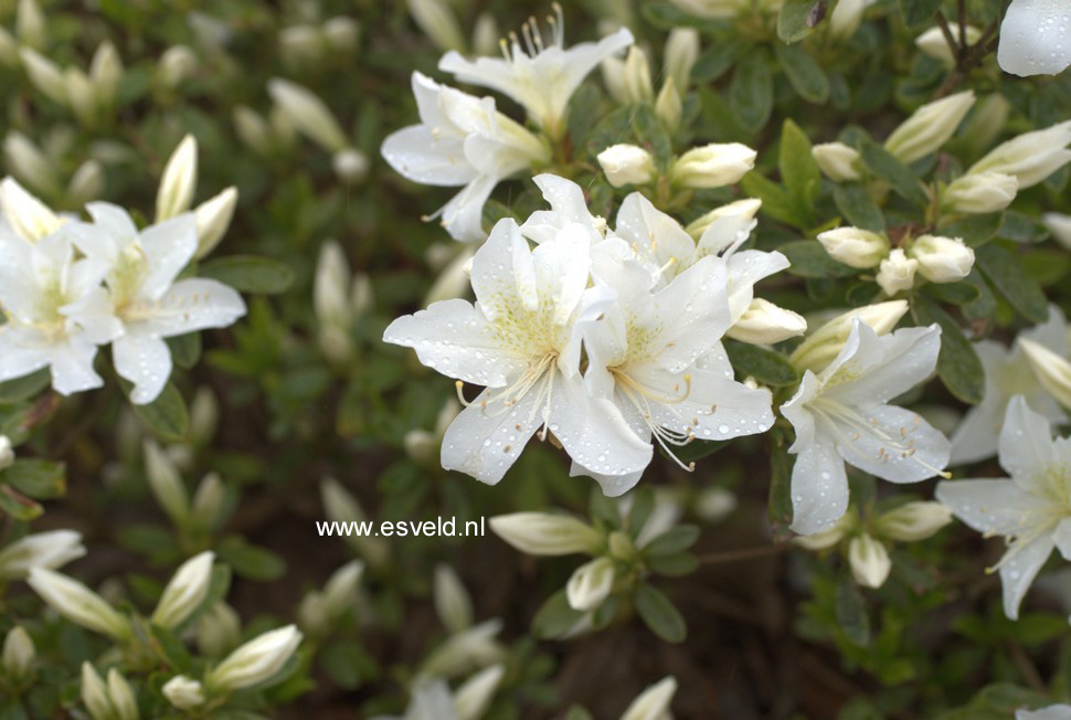 Azalea 'Everest'