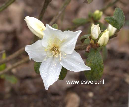 Azalea 'Palestrina'