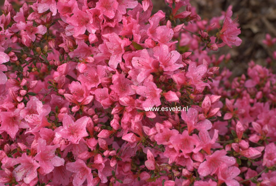 Azalea 'Madame van Hecke'