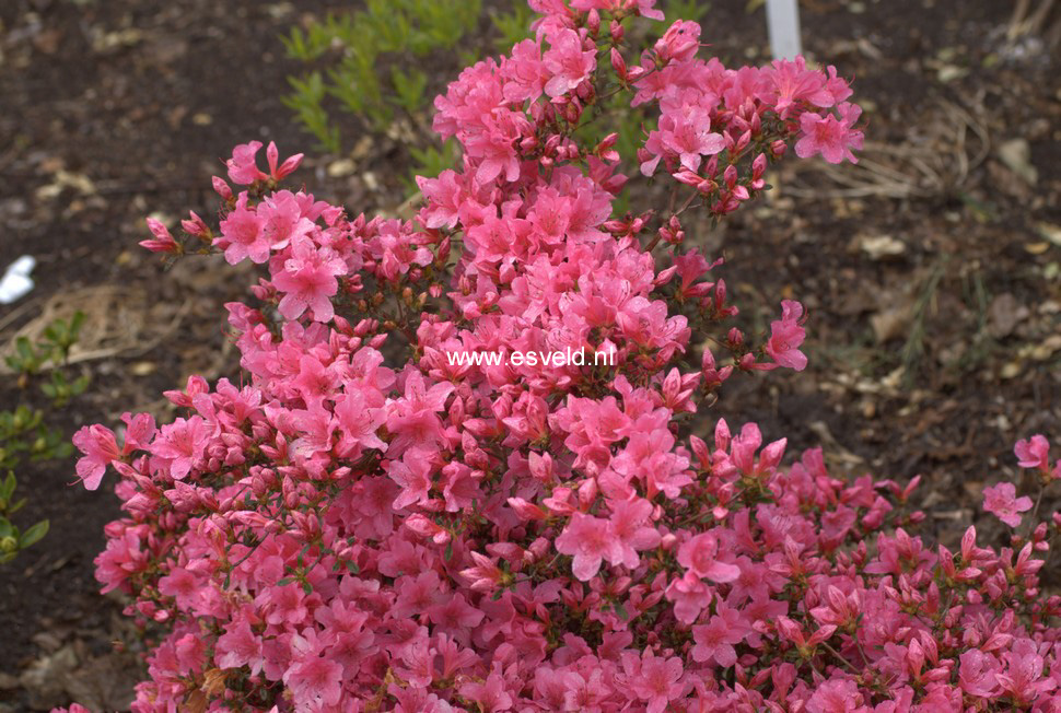 Azalea 'Madame van Hecke'