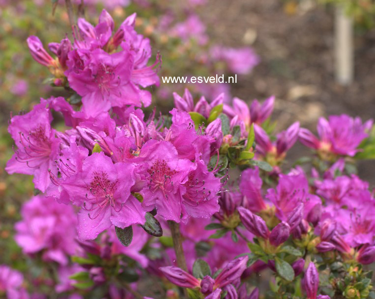 Azalea 'Königstein'