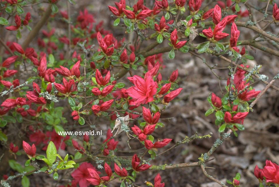 Azalea 'Campfire'