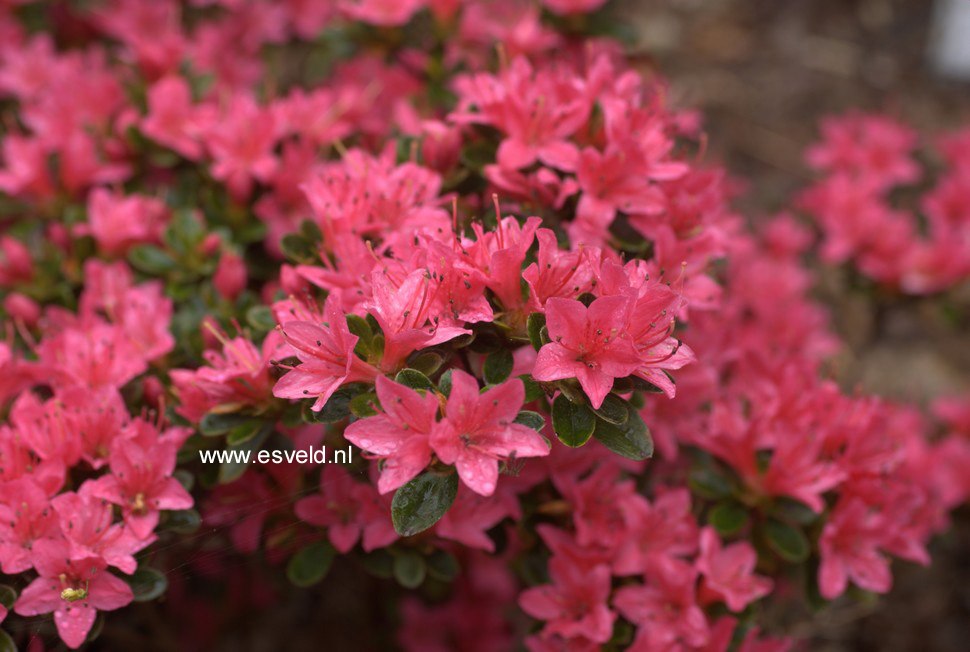 Azalea 'Hinode no taka'