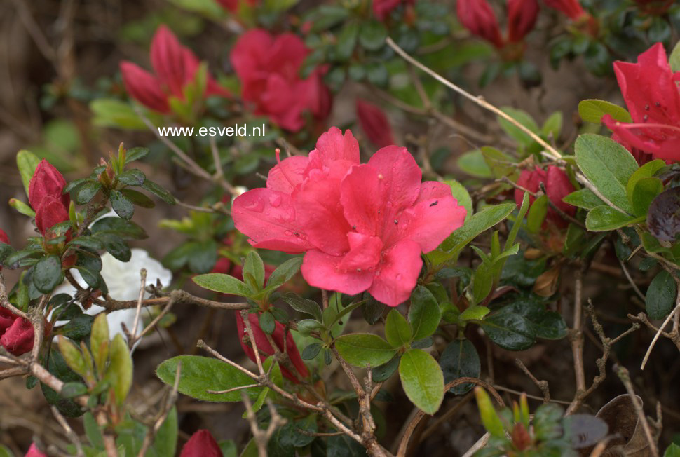 Azalea 'Canzonetta'