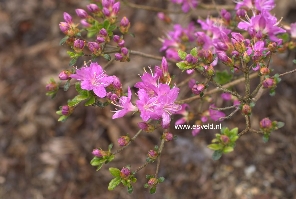 Azalea 'Fugen no tsuki'