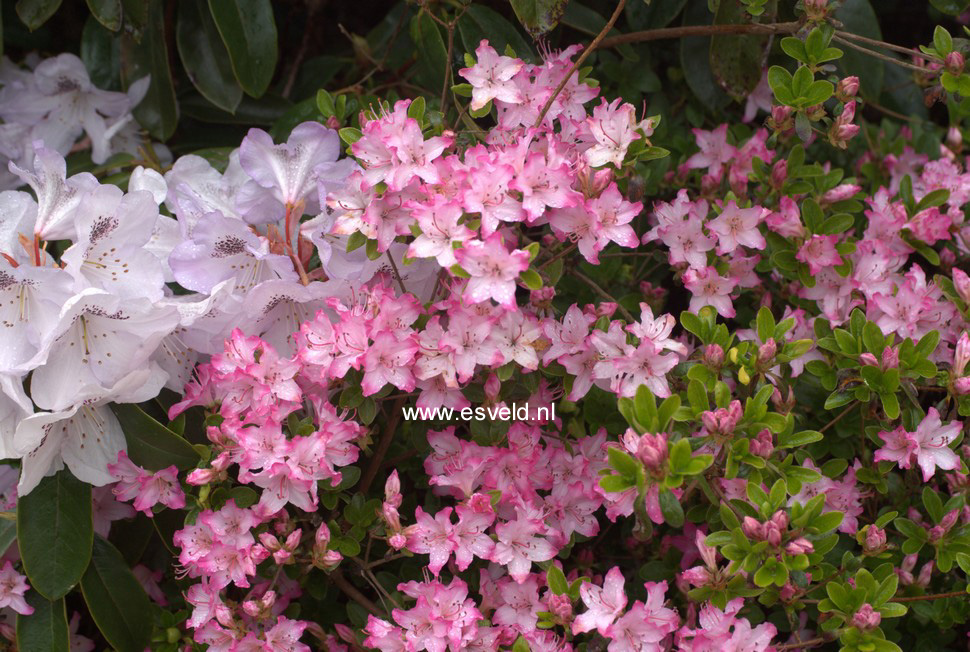 Azalea 'Louisa'