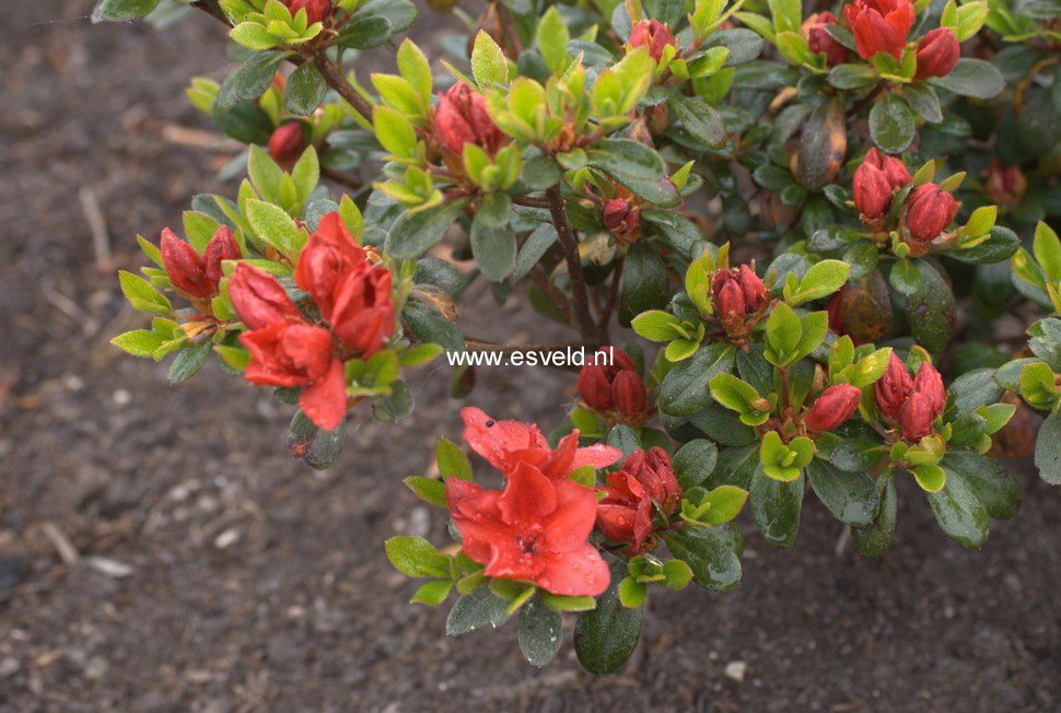 Azalea 'Fridoline'