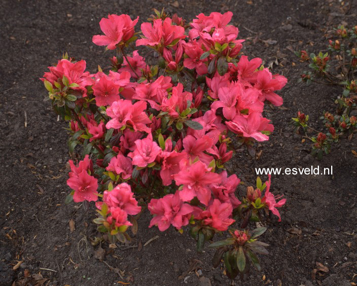 Azalea 'Excelsior'