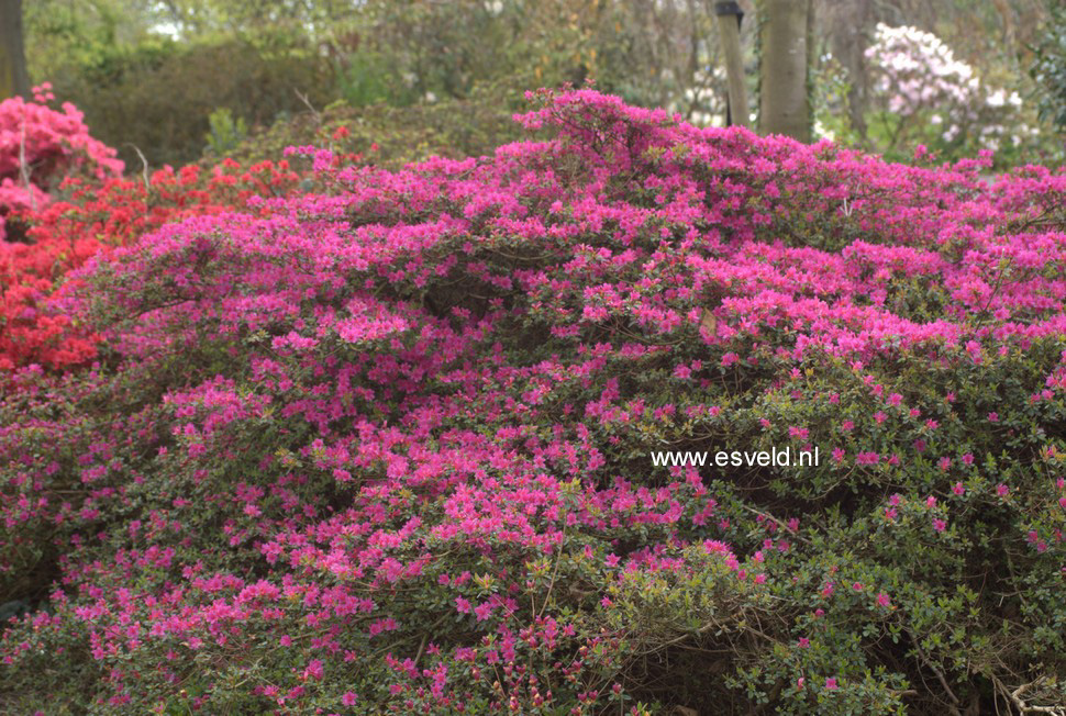 Azalea 'Amoenum'