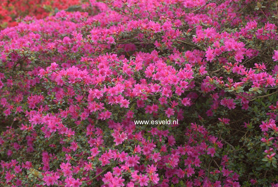 Azalea 'Amoenum'