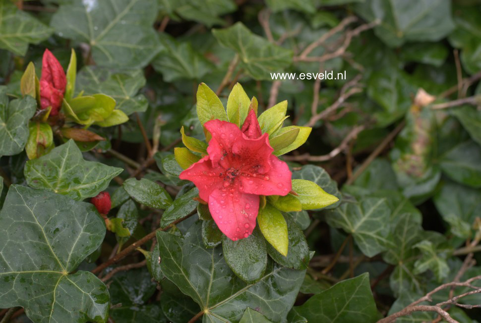 Azalea 'Vuyks Scarlet'