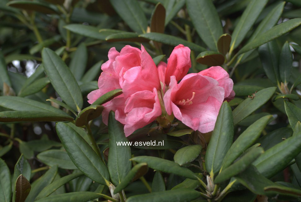 Rhododendron 'Vintage Rose'