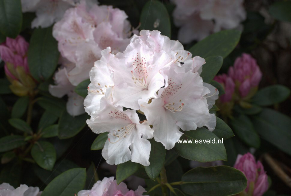 Rhododendron 'Schneekrone'