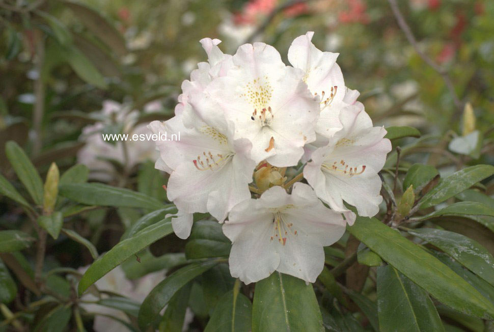 Rhododendron 'Ken Janeck'