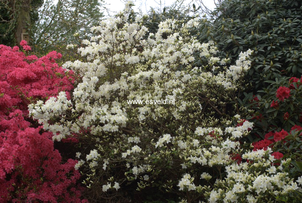 Azalea 'Palestrina'