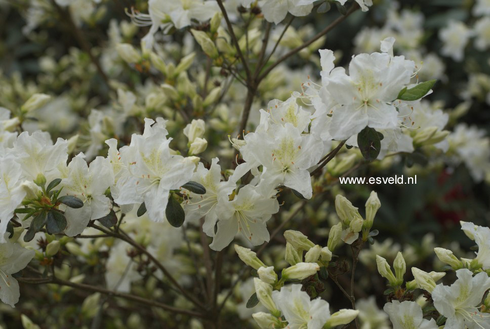 Azalea 'Palestrina'