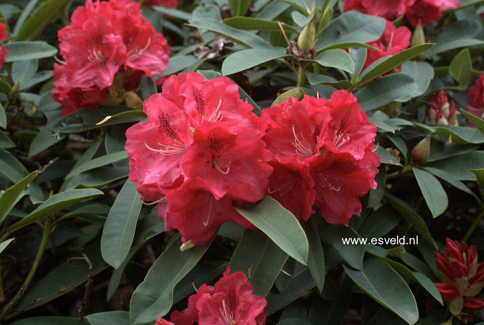 Rhododendron 'Wilgens Ruby'
