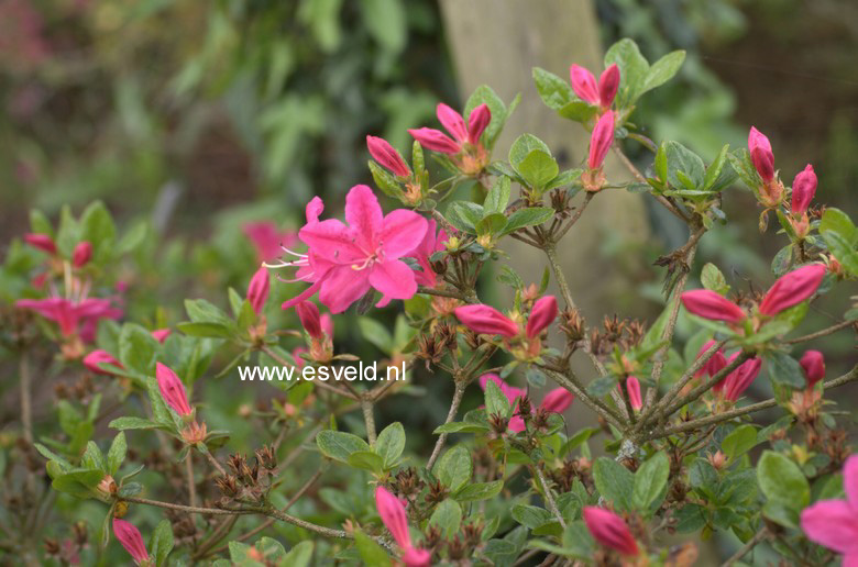 Azalea 'Kermesina'