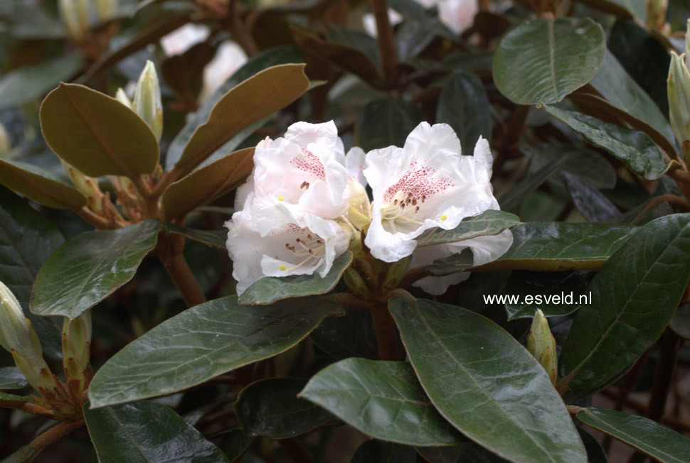 Rhododendron bureavii