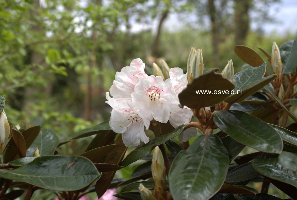 Rhododendron bureavii