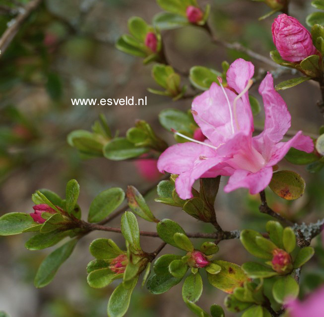 Azalea 'Cascade'