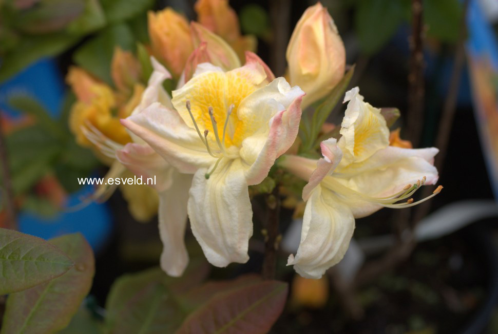 Azalea 'Silver Slipper'