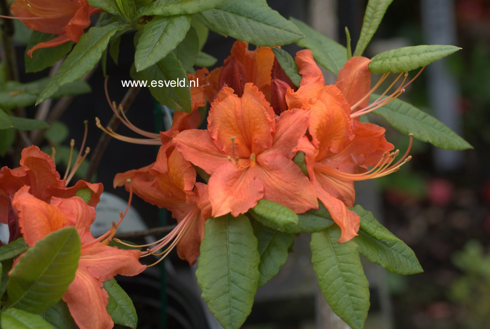 Azalea 'Hotspur Red'