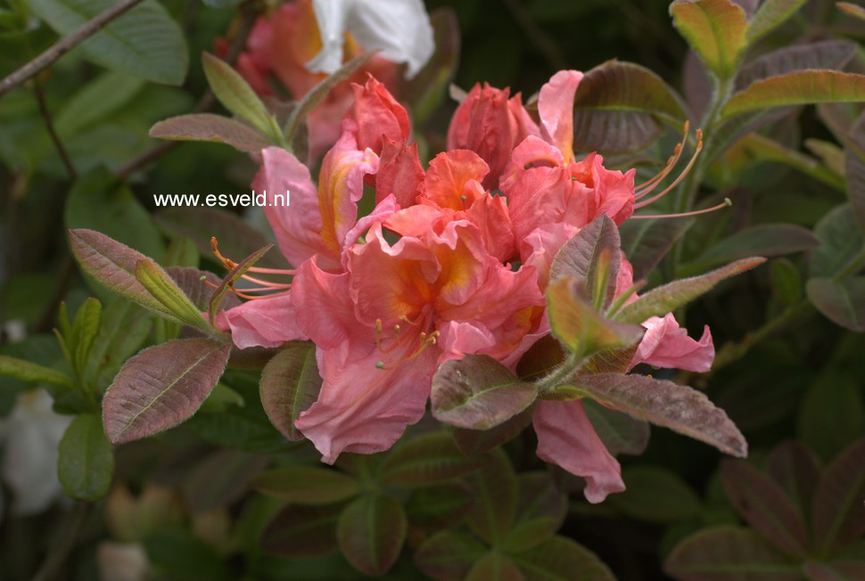 Azalea 'Berryrose'