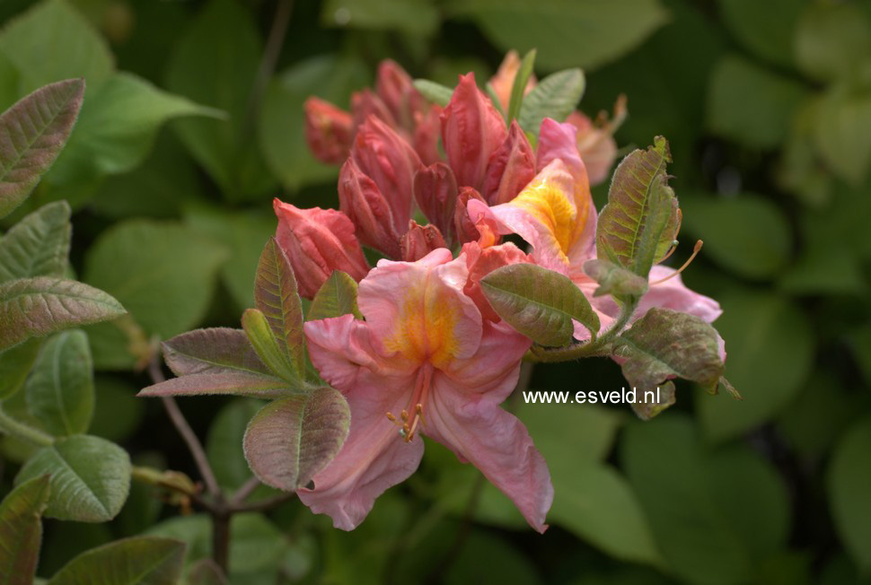 Azalea 'Berryrose'