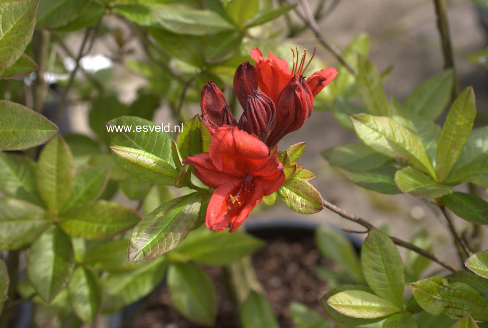 Azalea 'Tunis'