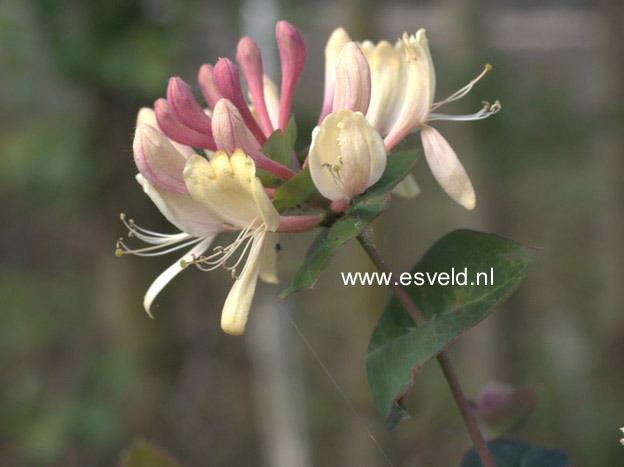 Lonicera caprifolium 'Inga'