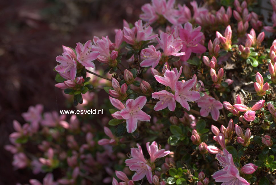 Azalea 'Kermesina Rose'