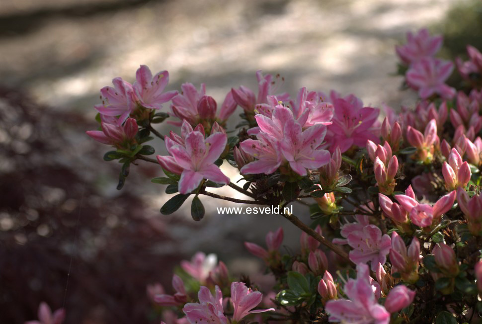 Azalea 'Kermesina Rose'