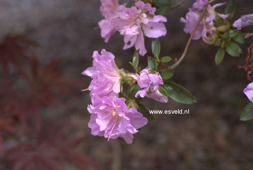 Azalea 'Elsie Lee'