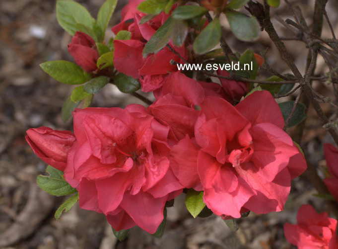 Azalea 'Florida'