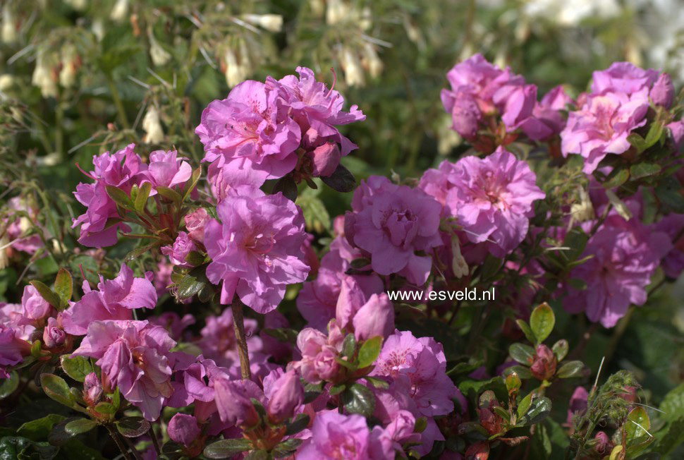 Azalea 'Thekla'