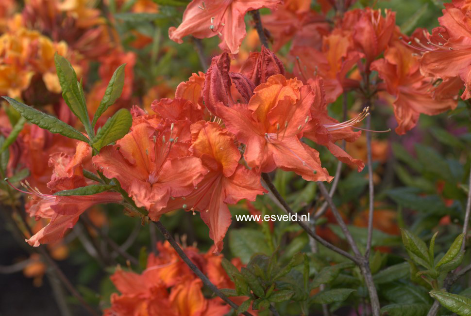 Azalea 'Balzac'