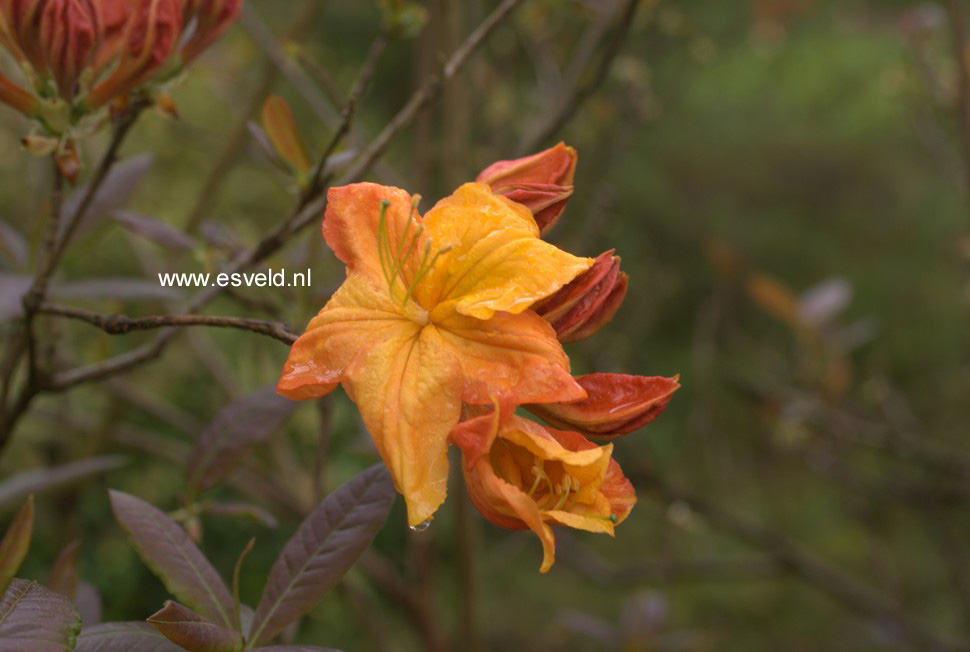 Azalea 'Klondyke'