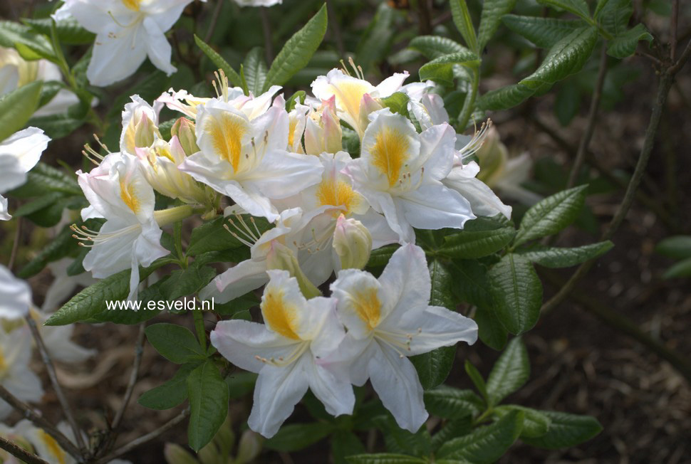 Azalea 'Persil'