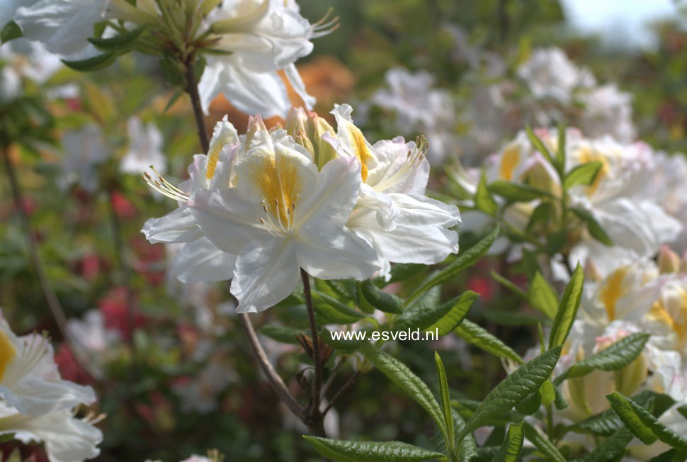 Azalea 'Persil'