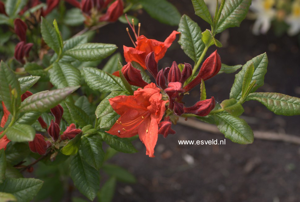 Azalea 'Hotspur Red'