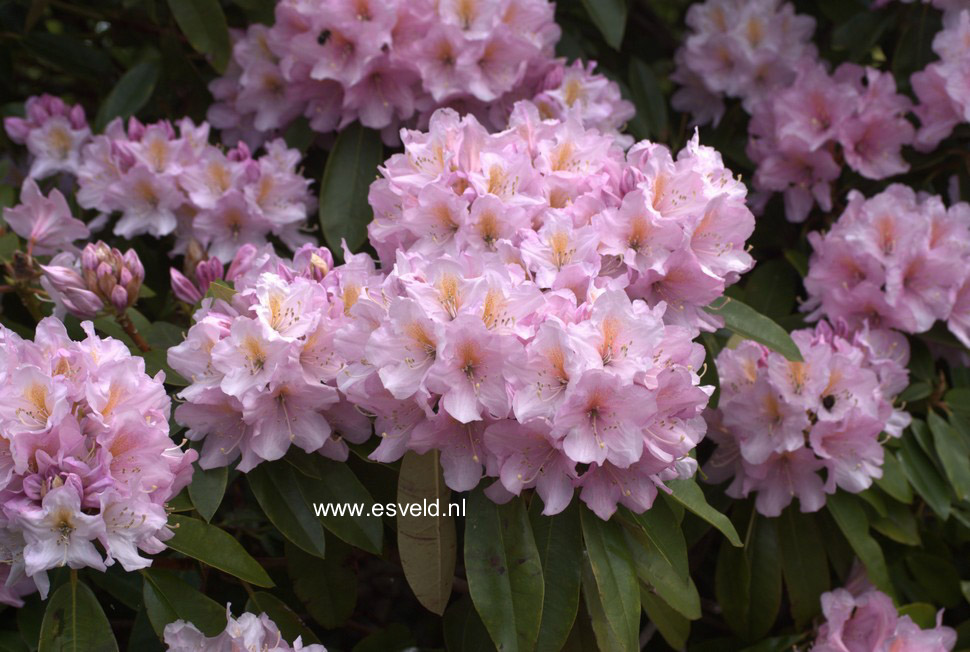 Rhododendron oreodoxa fargesii