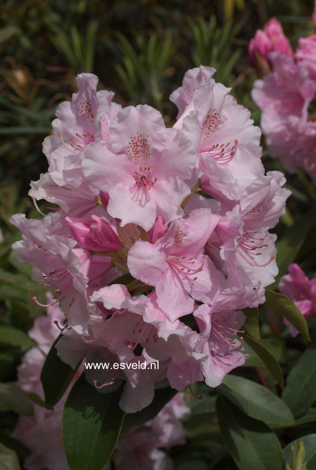 Rhododendron 'Pink Pearl'