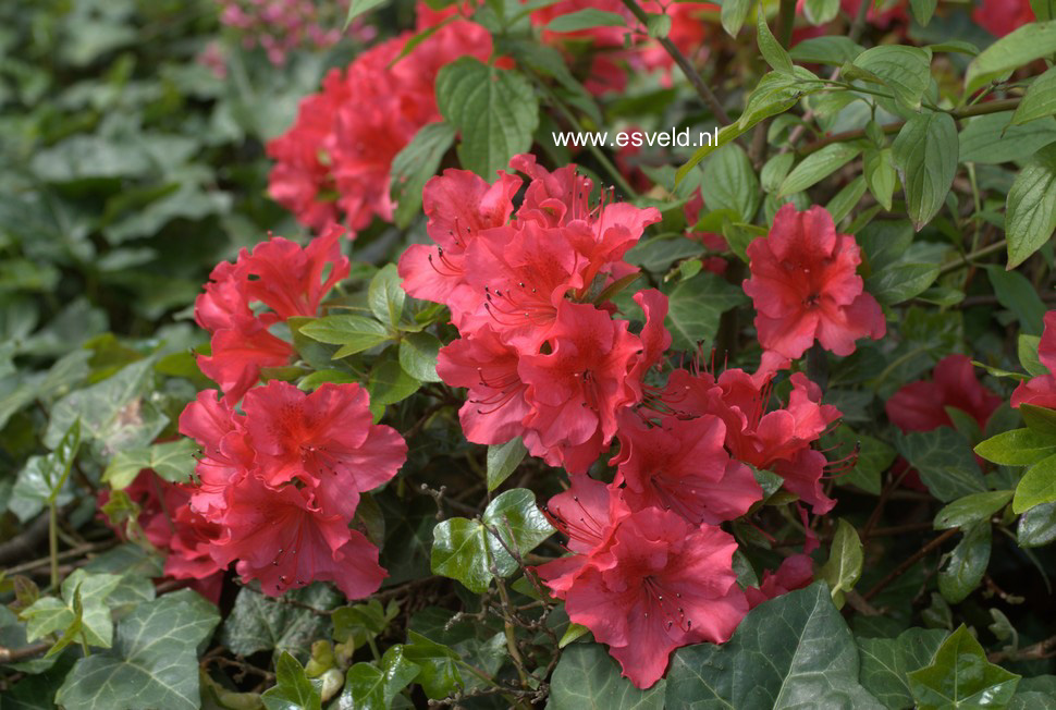 Azalea 'Vuyks Scarlet'