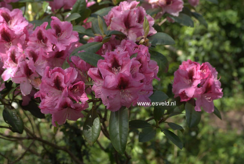 Rhododendron 'Diadem'