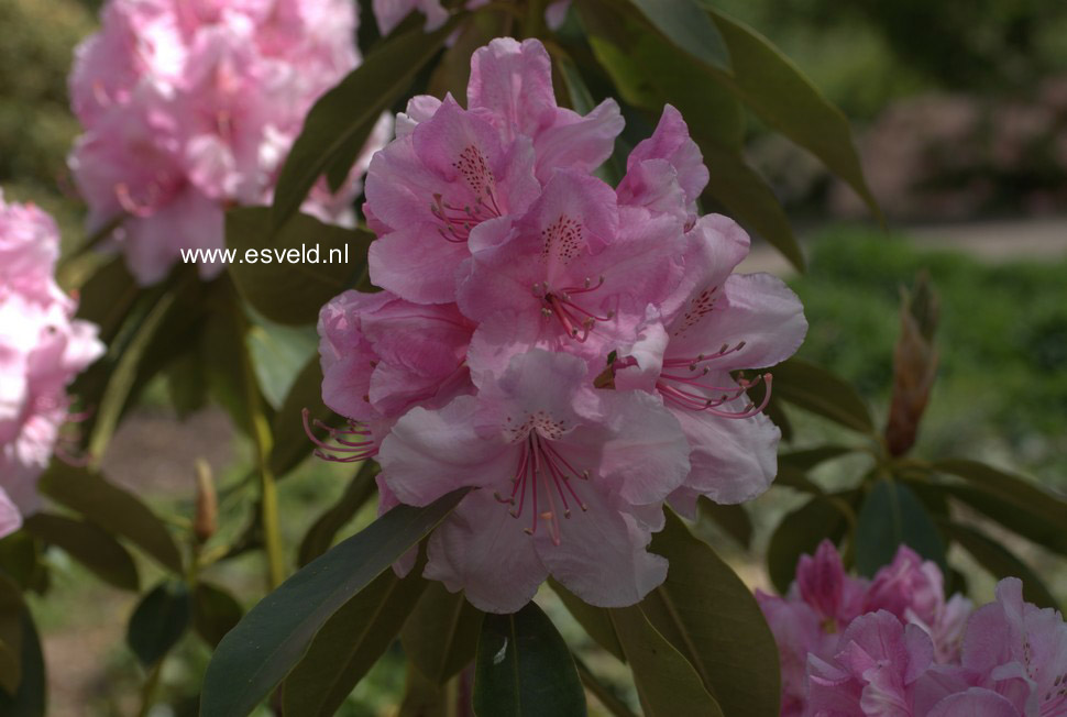 Rhododendron 'Pink Pearl'