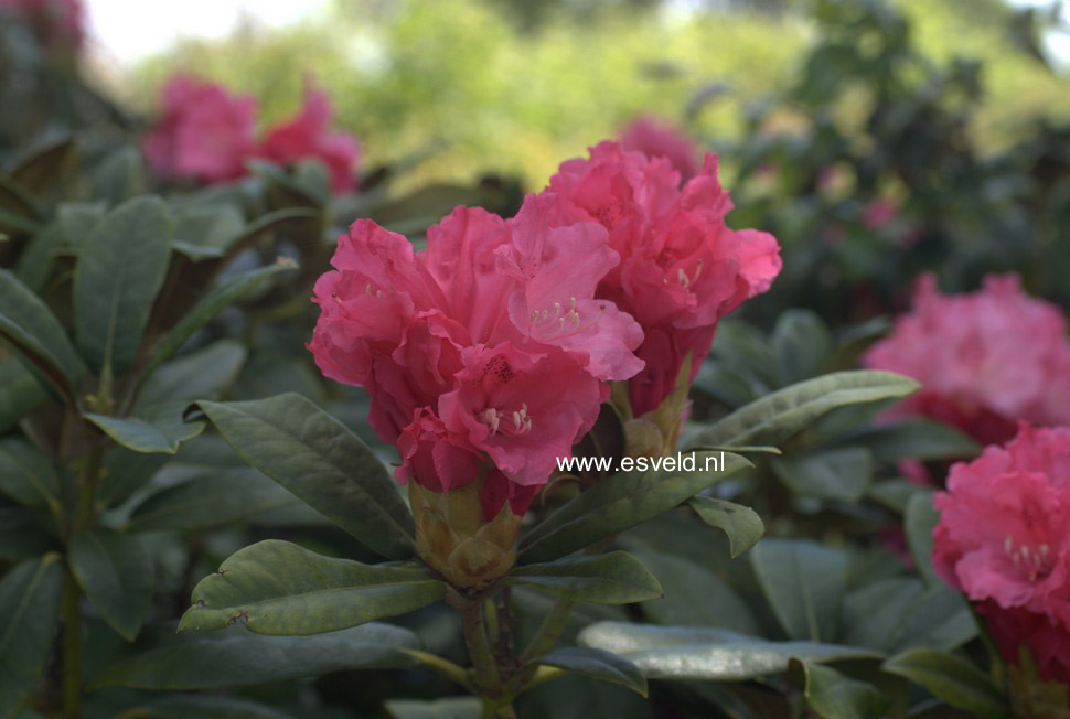 Rhododendron 'Fantastica'