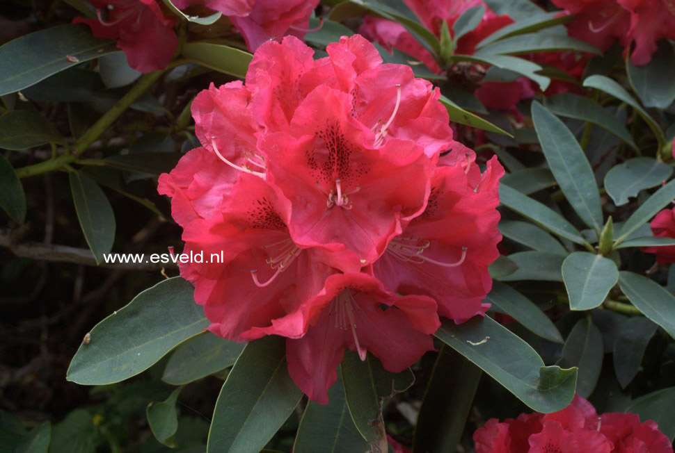 Rhododendron 'Wilgens Ruby'