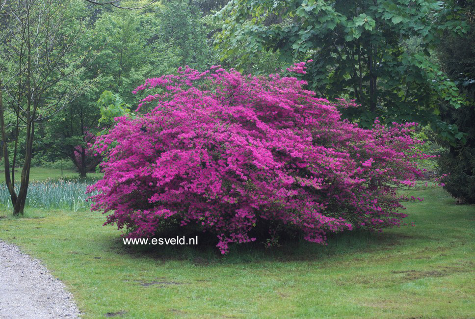 Azalea 'Amoenum'